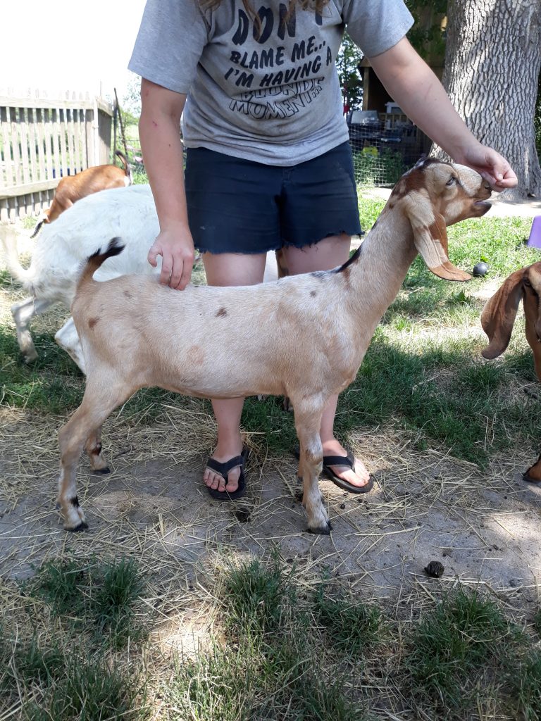 Selenium Deficiency and White Muscle Disease in Goats An Tâm